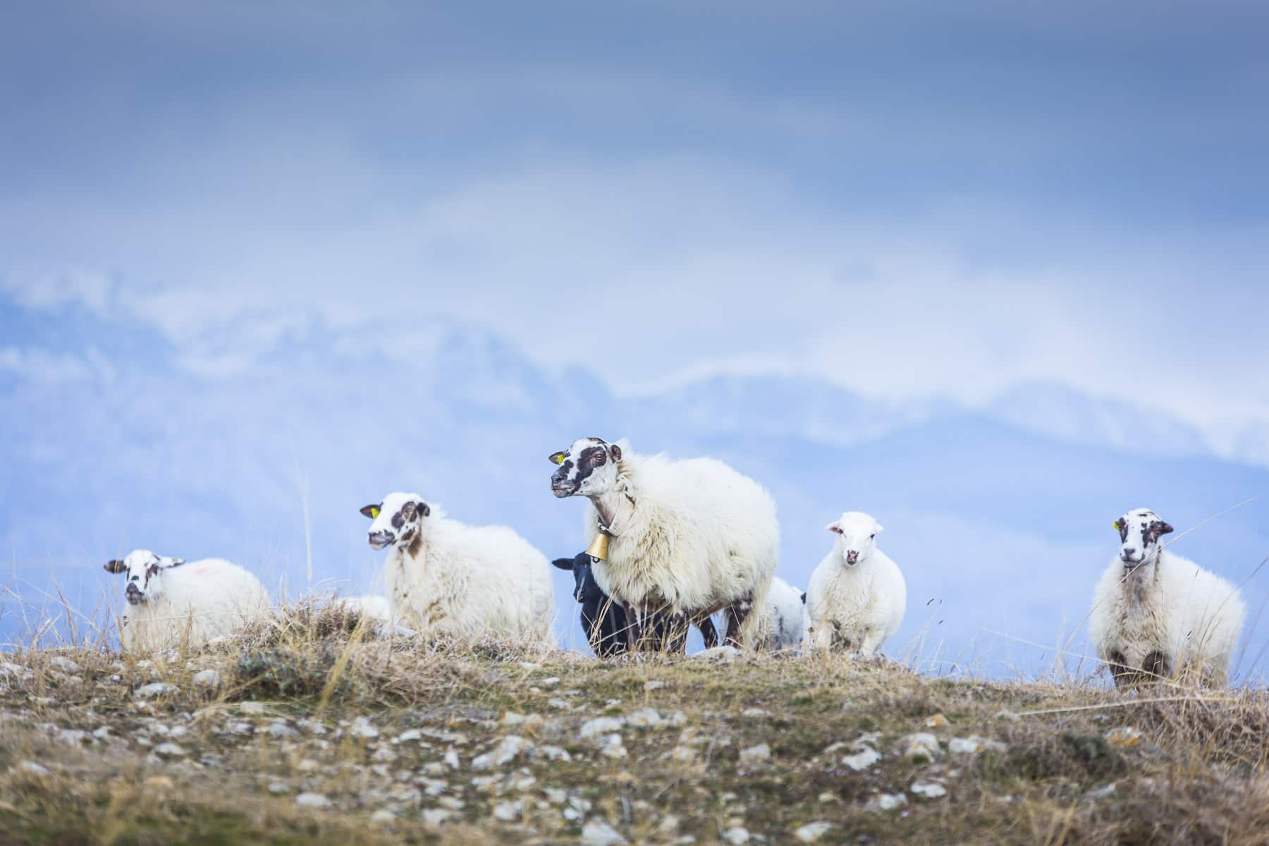Sheeps